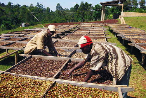 Ethical marketing Conscious Coffees affiliated coffee growers