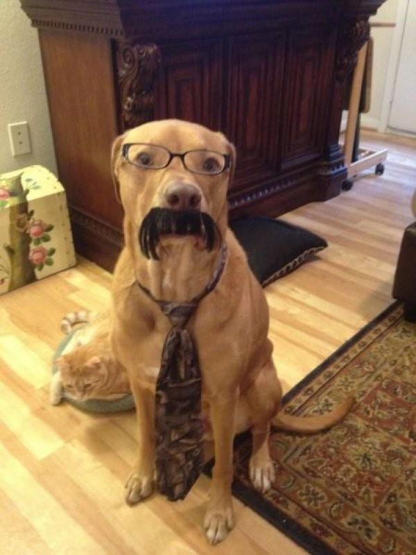 Twitter ads dog wearing glasses