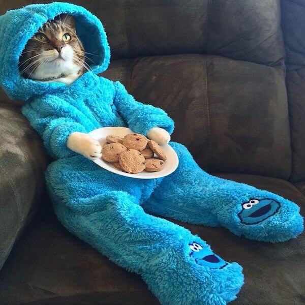 valentines day instagram captions - cats pajamas